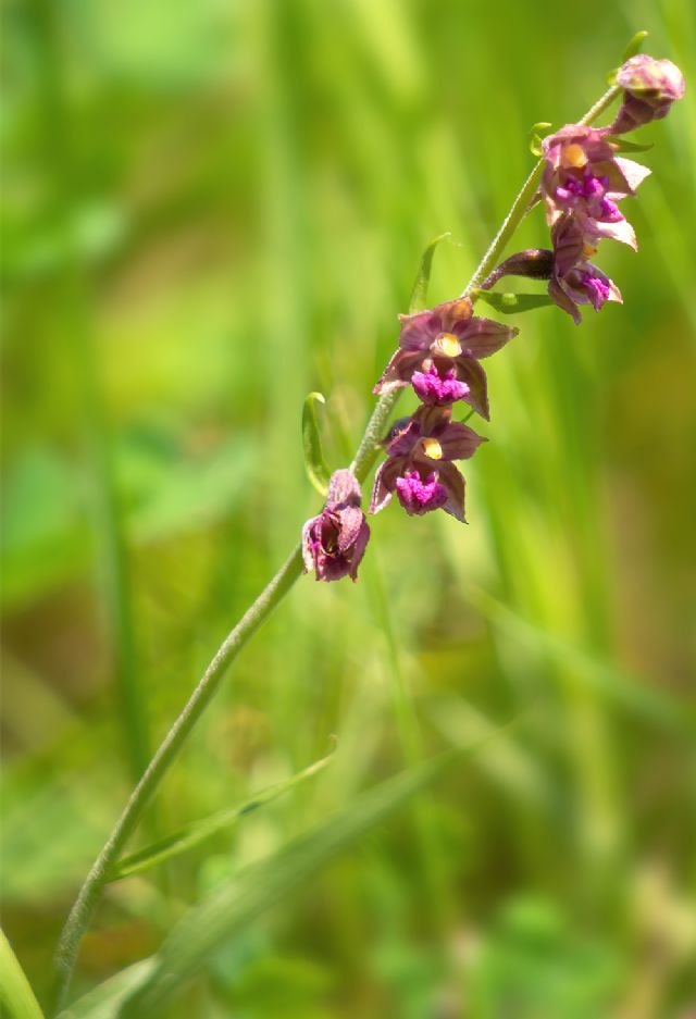 Epipactis atrorubens